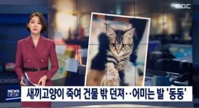 새끼고양이를 죽여 3층에서 던진 피씨방 알바