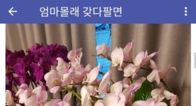 식물갤 패드립