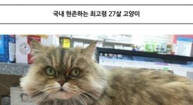 국내 현존하는 최고령 고양이