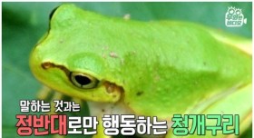 개구리 매니아 ㄷㄷ