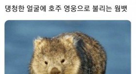 호주의 영웅이라 불리는 웜뱃